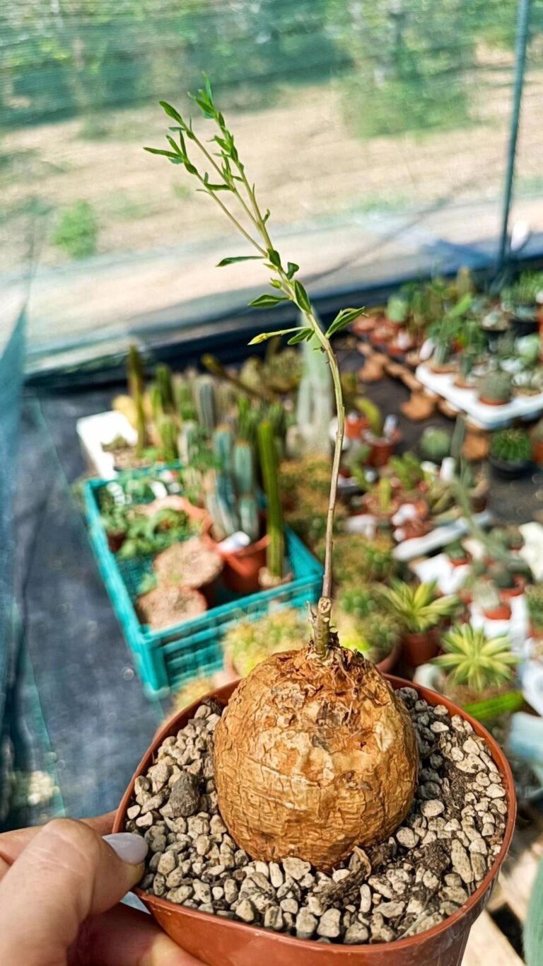 Siracactus-Caudex-Talinum-caffrum.jpg