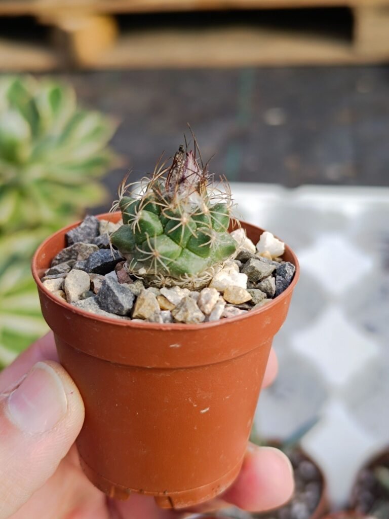 Siracactus-Caudex-Turbinicarpus-laui.jpg