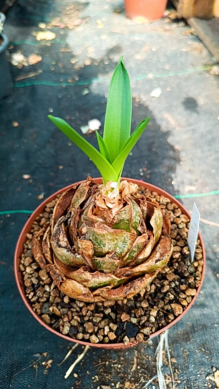 Siracactus-Caudex-Urginea-epigea.jpg