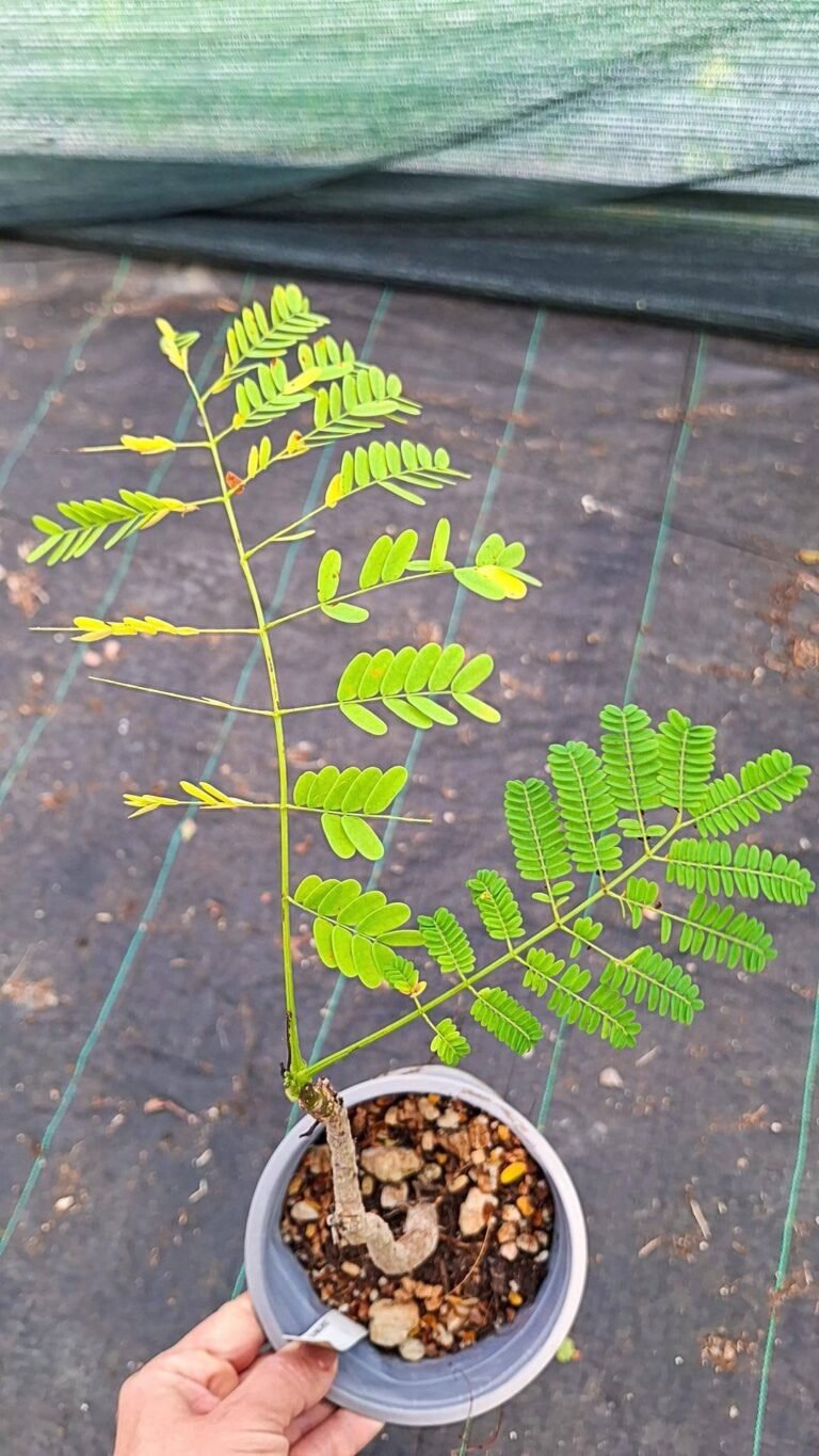 Siracactus-Caudex-delonix-regia.jpg