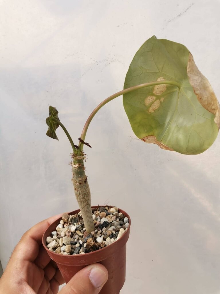 Siracactus-Caudex-jatropha-podagrica-7.jpg