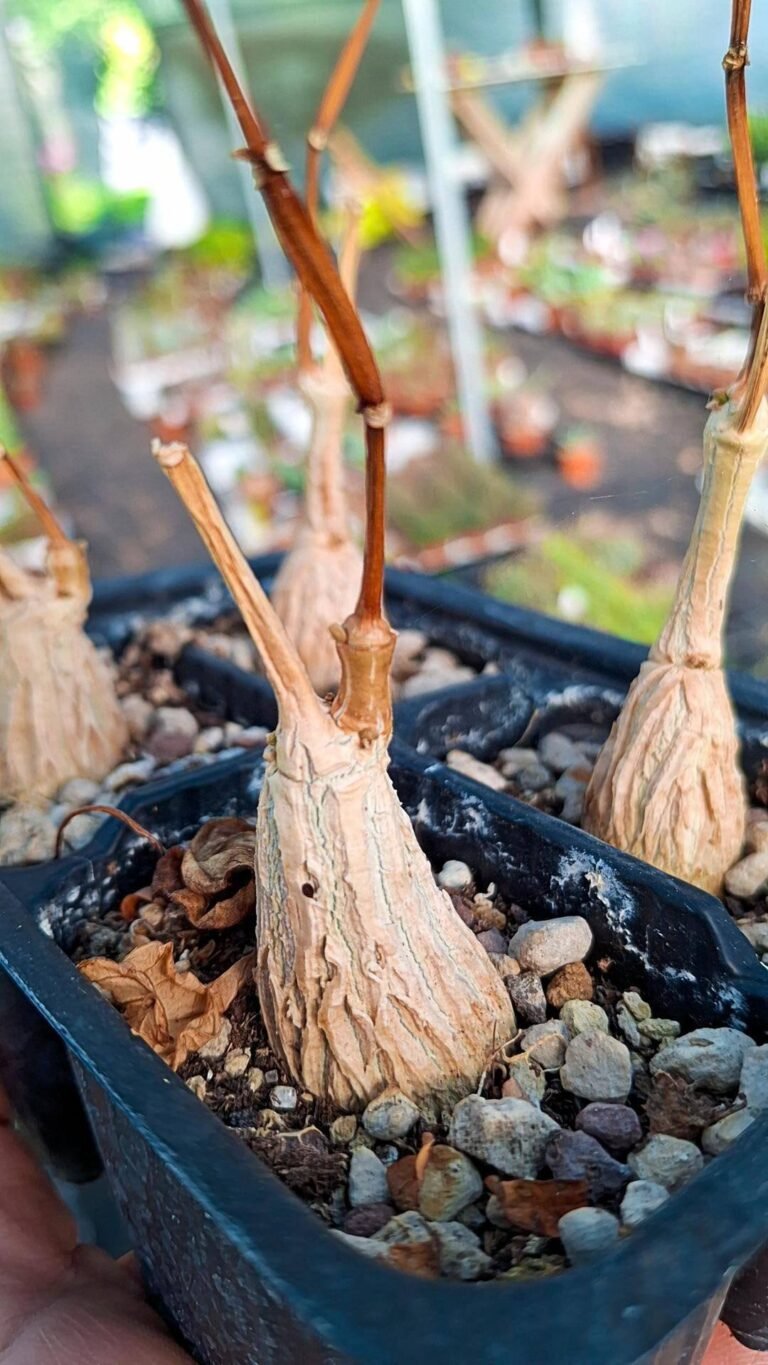 Siracactus-Caudex-matelea-cyclophylla.jpg