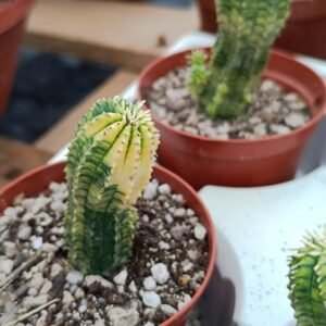 Euphorbia infausta variegata