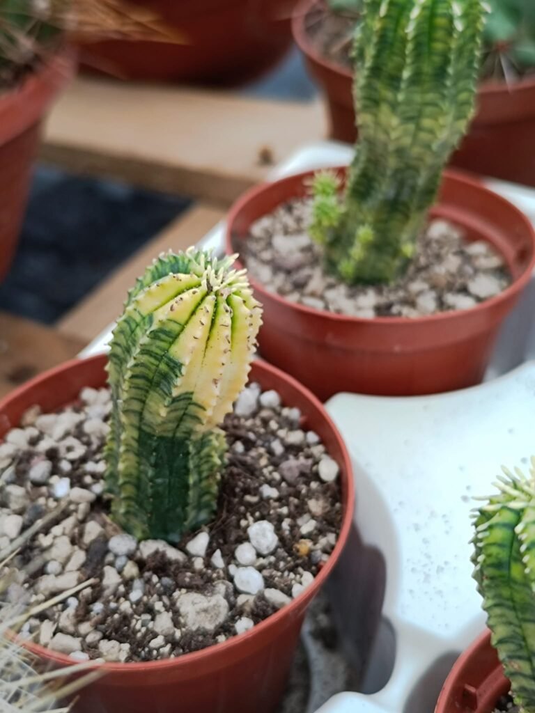 Siracactus-Euphorbiaceae-Euphorbia-Hybrid-variegata.jpg