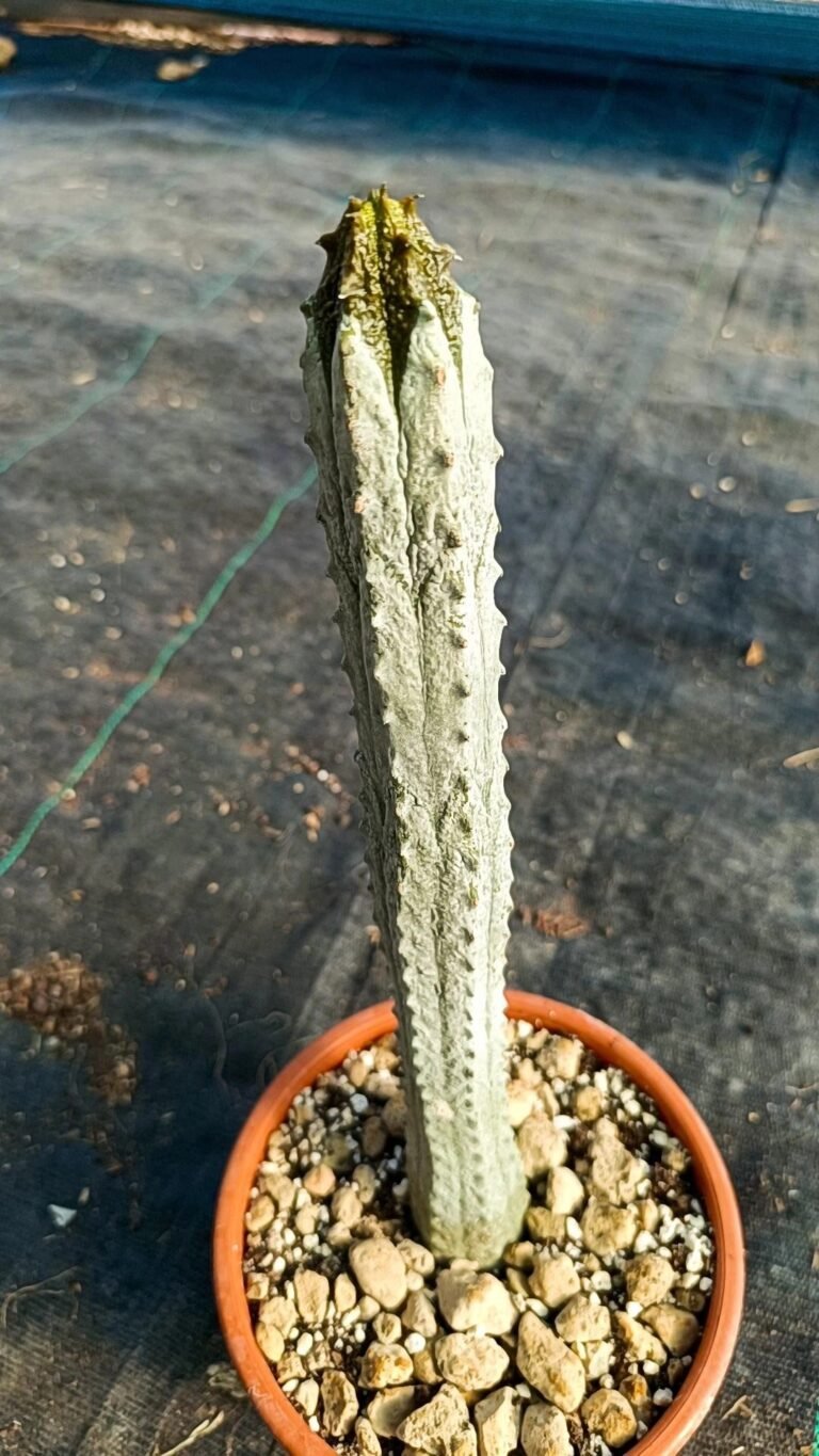 Siracactus-Euphorbiaceae-Euphorbia-abdelkuri-1.jpg