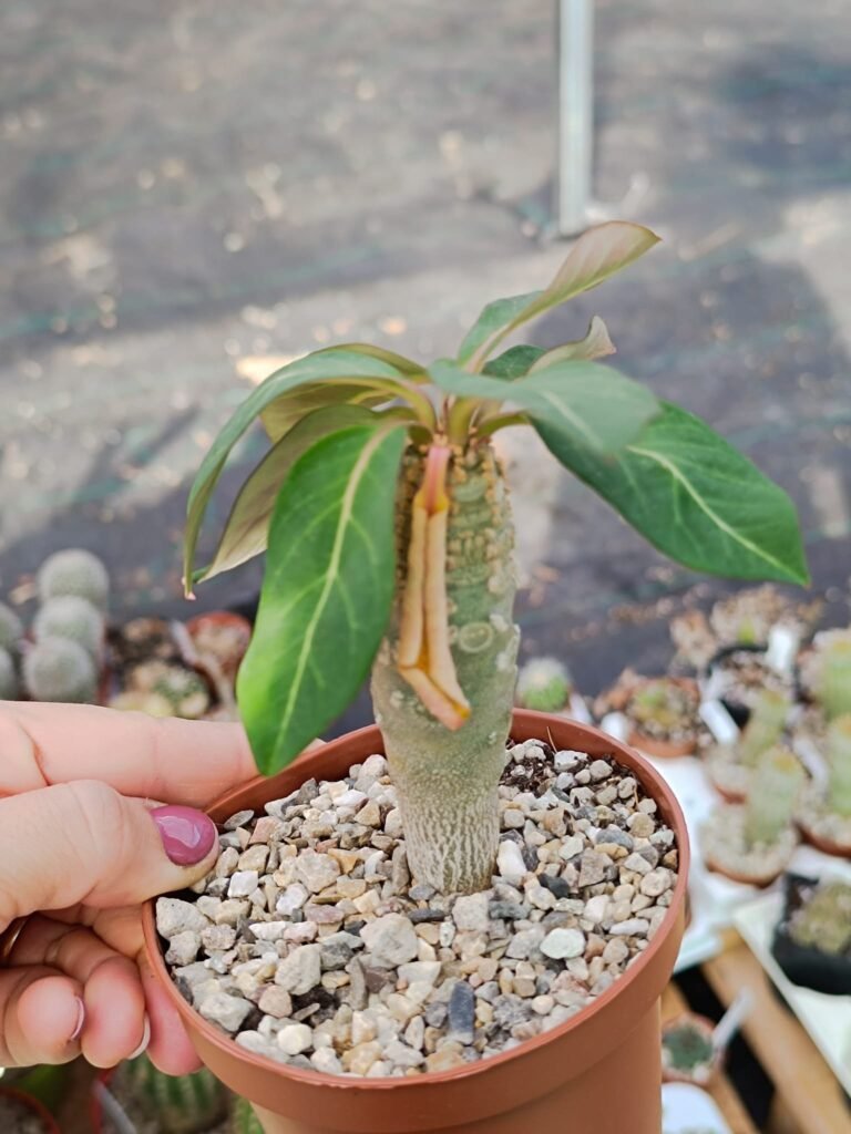 Siracactus-Euphorbiaceae-Euphorbia-ankarensis-Madagascar.jpg