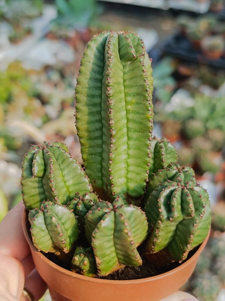 Siracactus-Euphorbiaceae-Euphorbia-anoplia.jpg