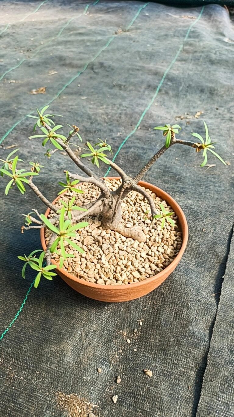 Siracactus-Euphorbiaceae-Euphorbia-balsamifera-1-1.jpg