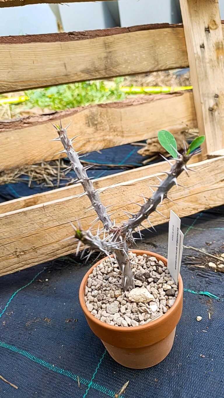 Siracactus-Euphorbiaceae-Euphorbia-betamahensis.jpg