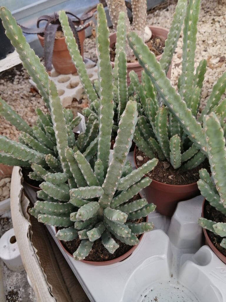 Siracactus-Euphorbiaceae-Euphorbia-debilispina-1.jpg