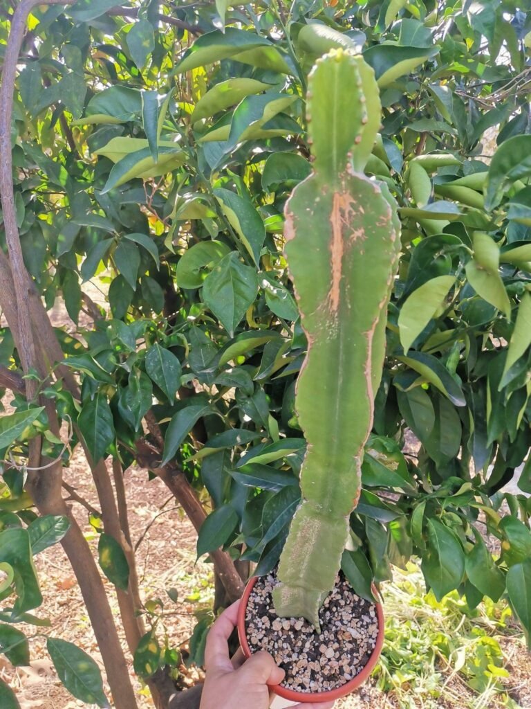 Siracactus-Euphorbiaceae-Euphorbia-eritrea.jpg
