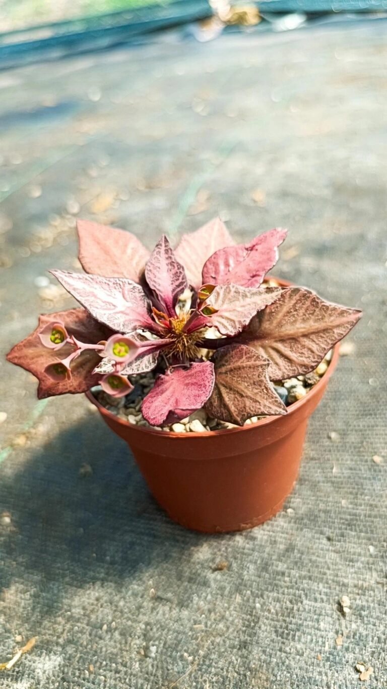Siracactus-Euphorbiaceae-Euphorbia-francoisii-hybrid-3.jpg