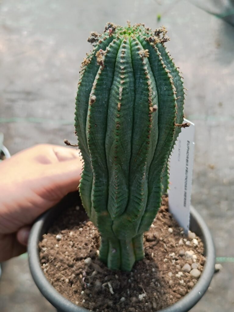 Siracactus-Euphorbiaceae-Euphorbia-fruticosa-inermis-1.jpg
