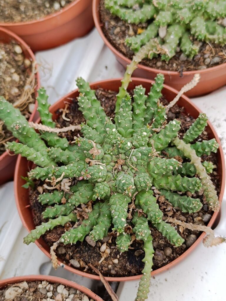 Siracactus-Euphorbiaceae-Euphorbia-gorgonis-x-inermis.jpg