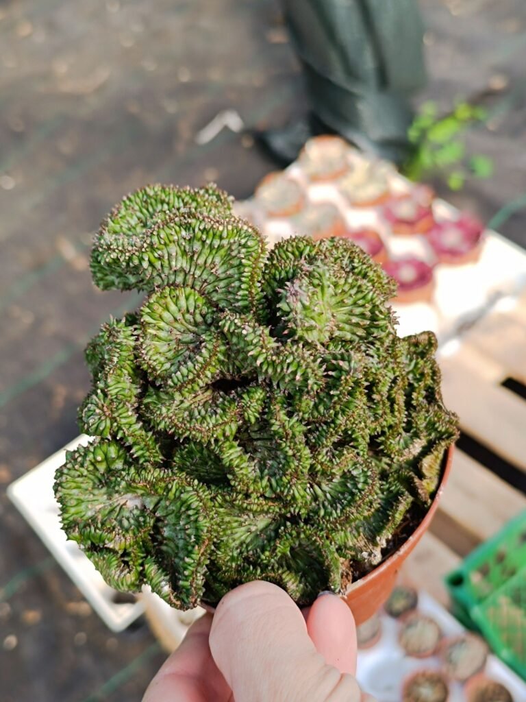 Siracactus-Euphorbiaceae-Euphorbia-green-Elf-crestata.jpg