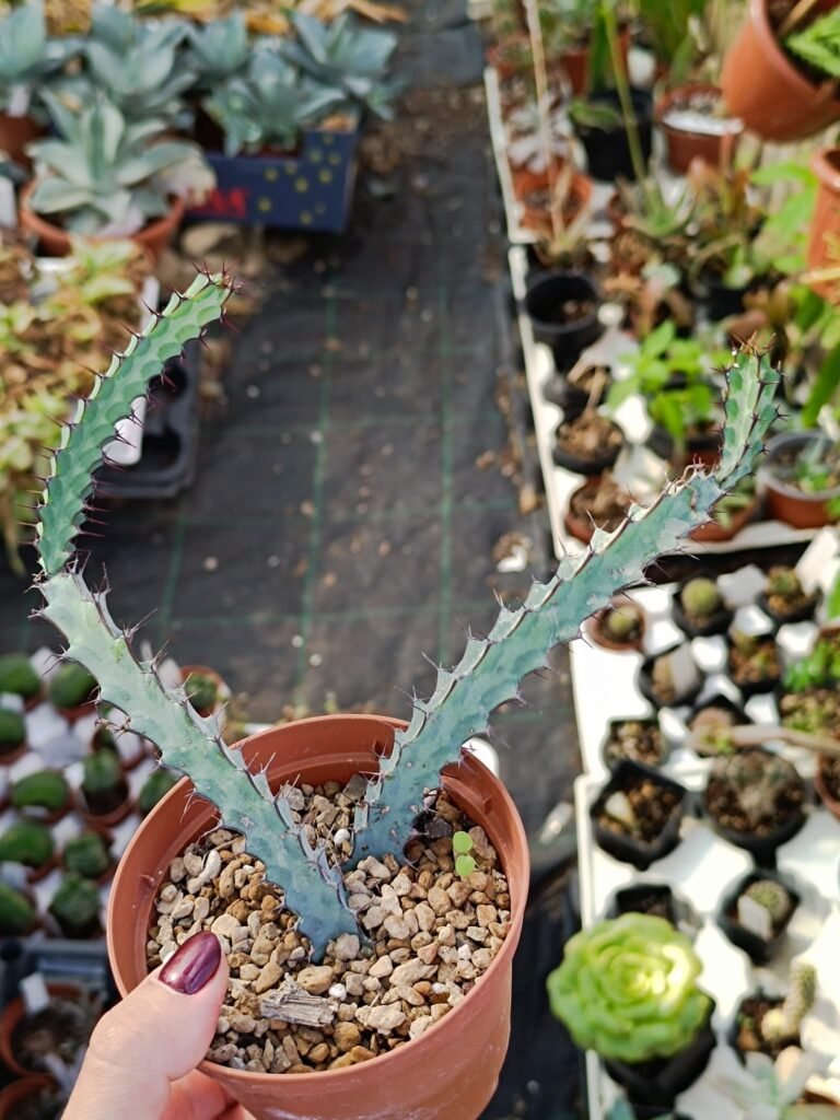 Siracactus-Euphorbiaceae-Euphorbia-greenwayi.jpg