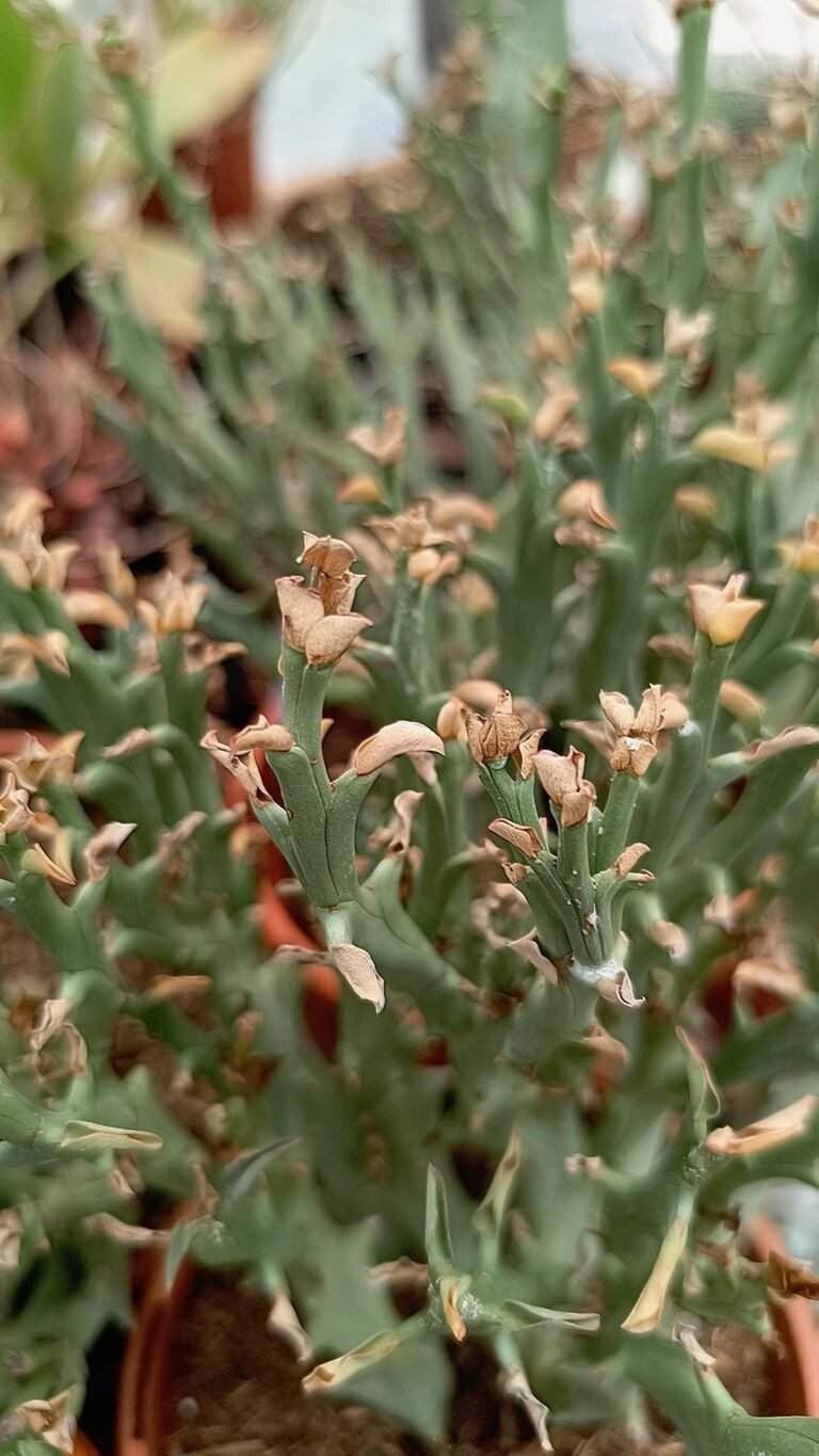 Siracactus-Euphorbiaceae-Euphorbia-hamata.jpg