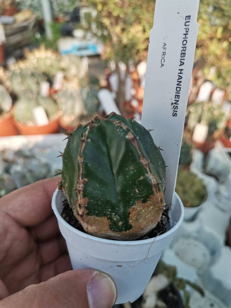 Siracactus-Euphorbiaceae-Euphorbia-handiensis-1.jpg