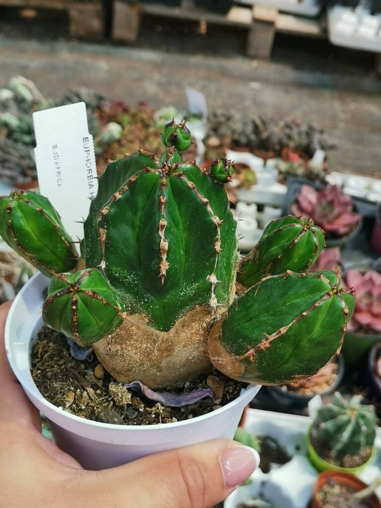 Siracactus-Euphorbiaceae-Euphorbia-handiensis.jpg