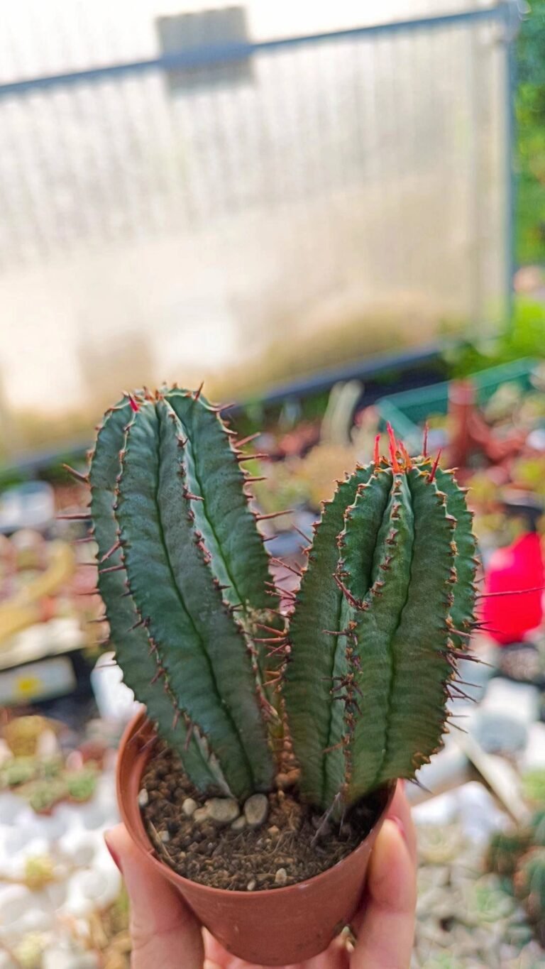 Siracactus-Euphorbiaceae-Euphorbia-horrida-3.jpg