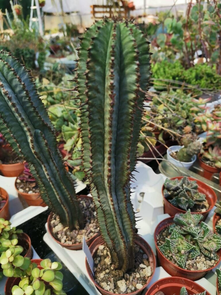 Siracactus-Euphorbiaceae-Euphorbia-horrida.jpg