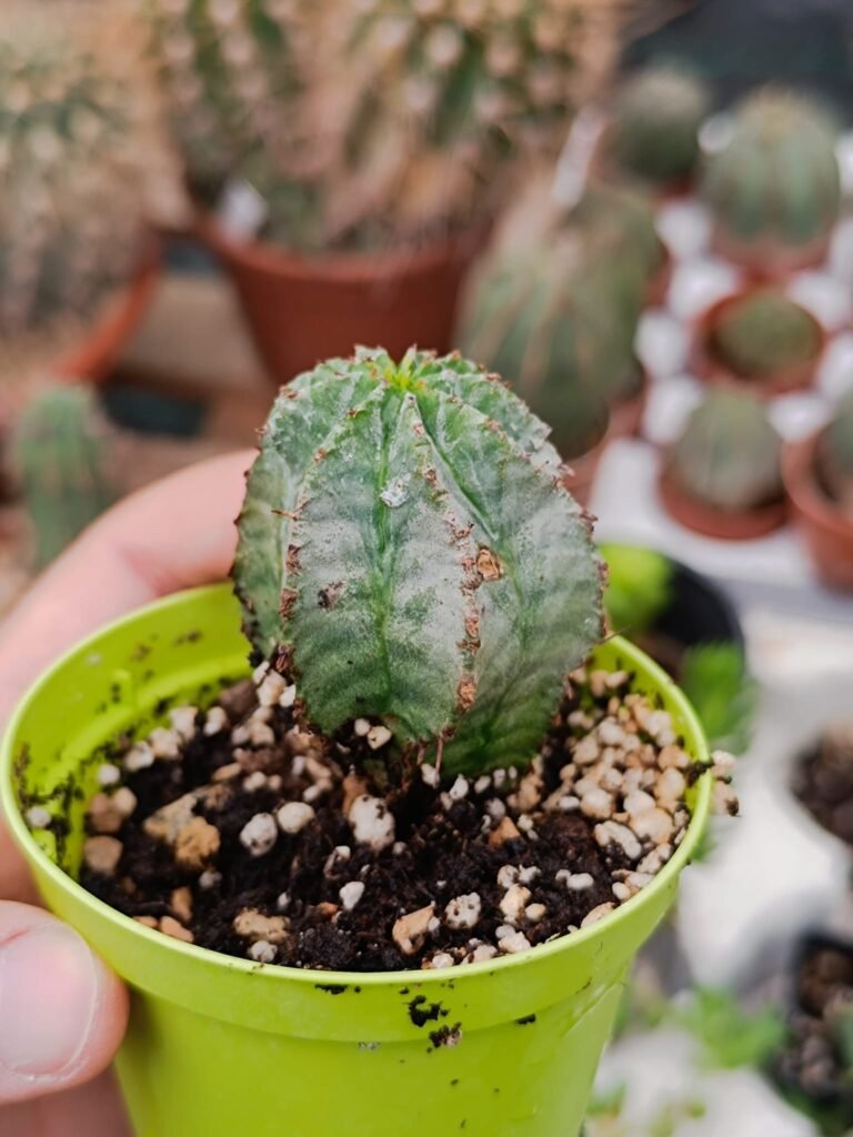 Siracactus-Euphorbiaceae-Euphorbia-horrida-Major-nova.jpg