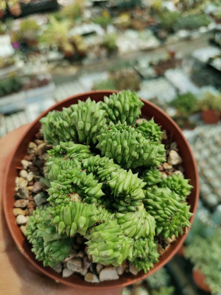 Siracactus-Euphorbiaceae-Euphorbia-horrida-inermis-crestata.jpg