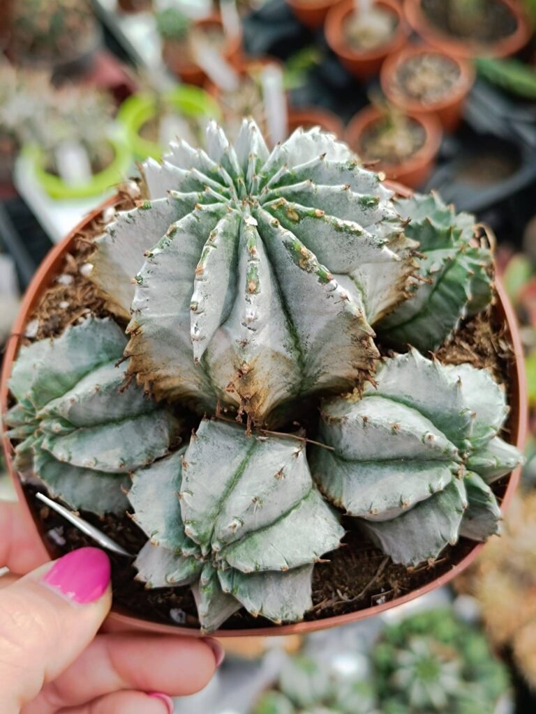 Siracactus-Euphorbiaceae-Euphorbia-horrida-v.-Major-nova.jpg