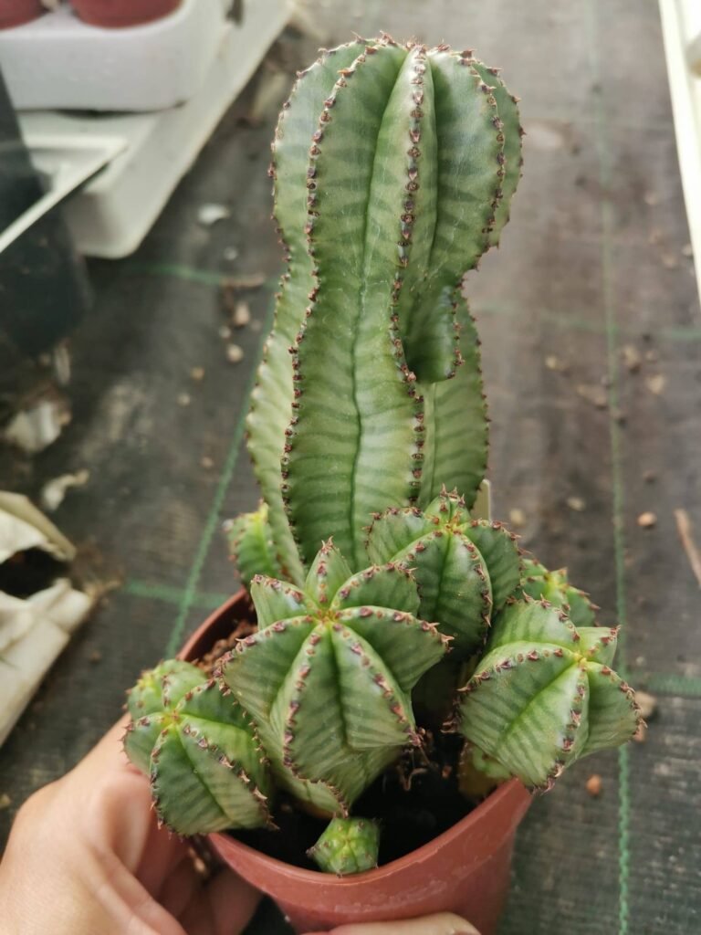 Siracactus-Euphorbiaceae-Euphorbia-inermis-accestita.jpg