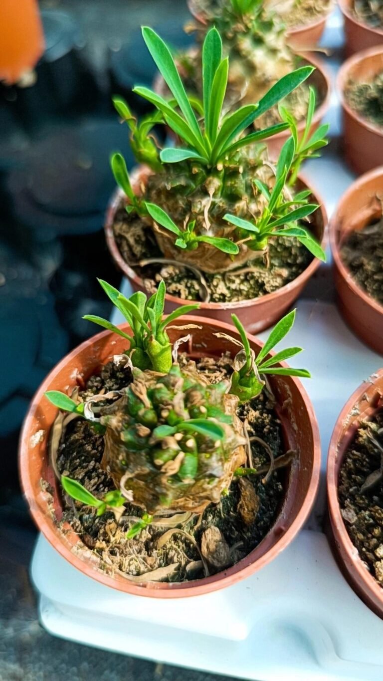 Siracactus-Euphorbiaceae-Euphorbia-japonica-1.jpg