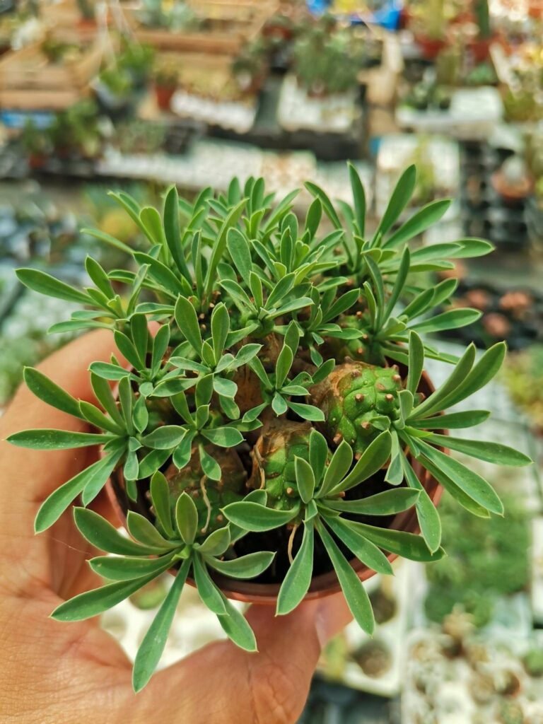 Siracactus-Euphorbiaceae-Euphorbia-japonica.jpg