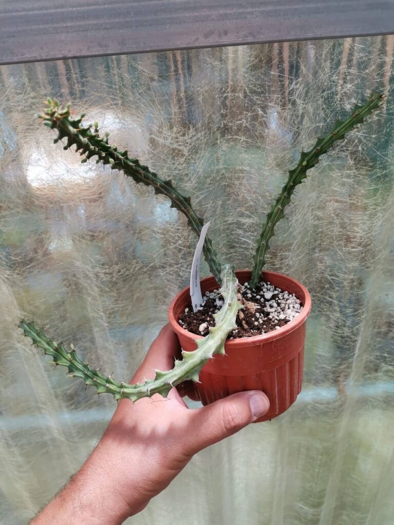 Siracactus-Euphorbiaceae-Euphorbia-knuthii-1.jpg