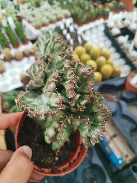 Siracactus-Euphorbiaceae-Euphorbia-lactea-crestata-ex-white-ghost.jpg