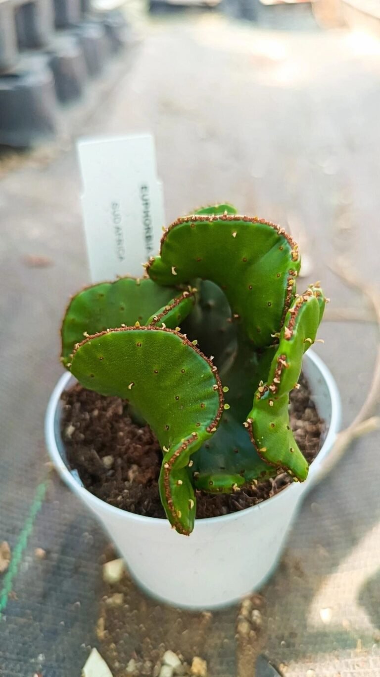 Siracactus-Euphorbiaceae-Euphorbia-leucodendron-crestata-1.jpg