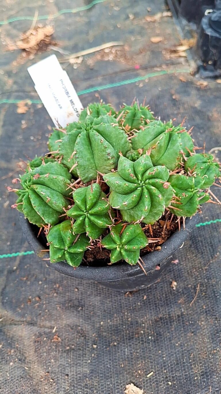 Siracactus-Euphorbiaceae-Euphorbia-meloformis-1.jpg