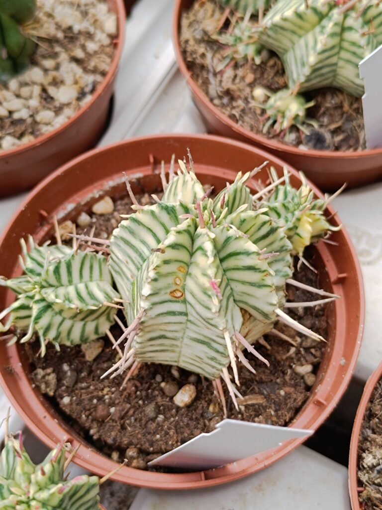 Siracactus-Euphorbiaceae-Euphorbia-meloformis-Variegata-accestita-1.jpg