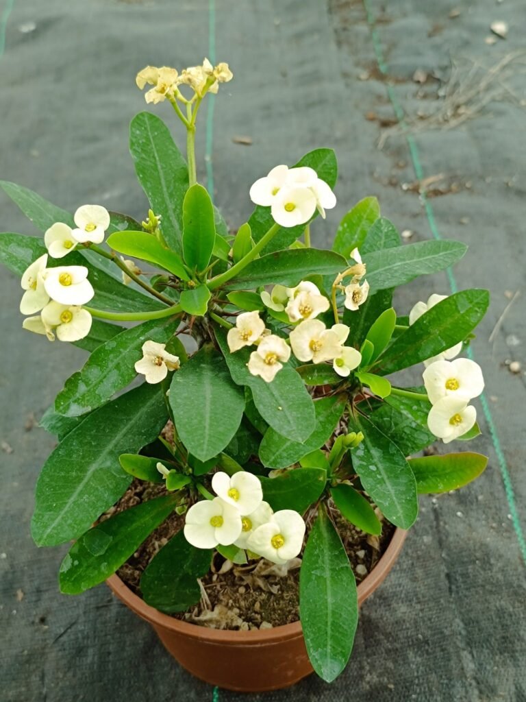 Siracactus-Euphorbiaceae-Euphorbia-milii-1-1.jpg