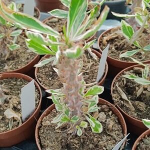 Euphorbia Milii Variegata
