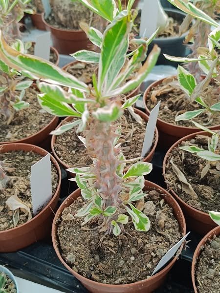 Siracactus-Euphorbiaceae-Euphorbia-milii-Variegata-3.jpg