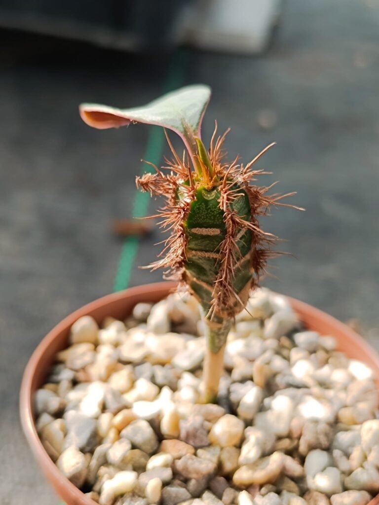 Siracactus-Euphorbiaceae-Euphorbia-neohumbertii.jpg