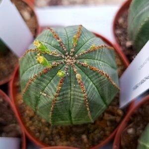 Euphorbia Obesa
