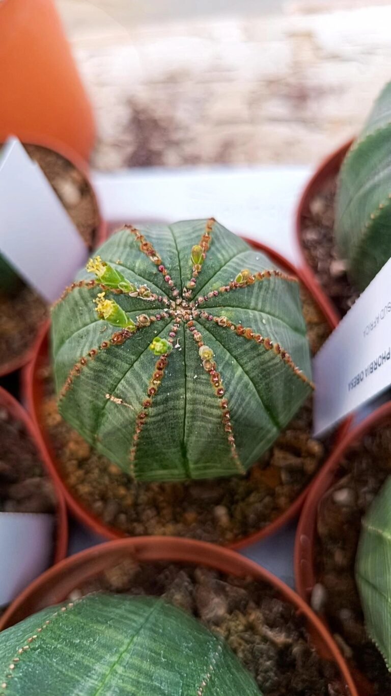 Siracactus-Euphorbiaceae-Euphorbia-obesa-2.jpg