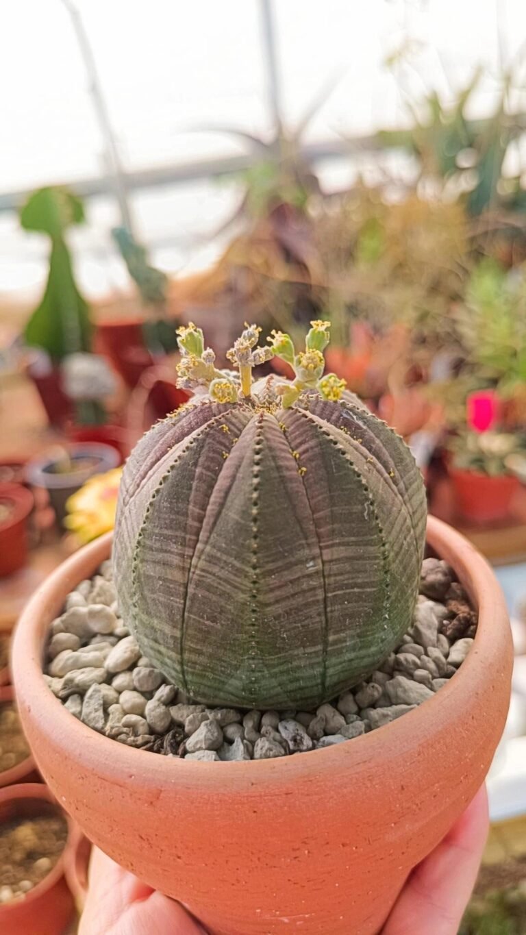 Siracactus-Euphorbiaceae-Euphorbia-obesa-old.jpg