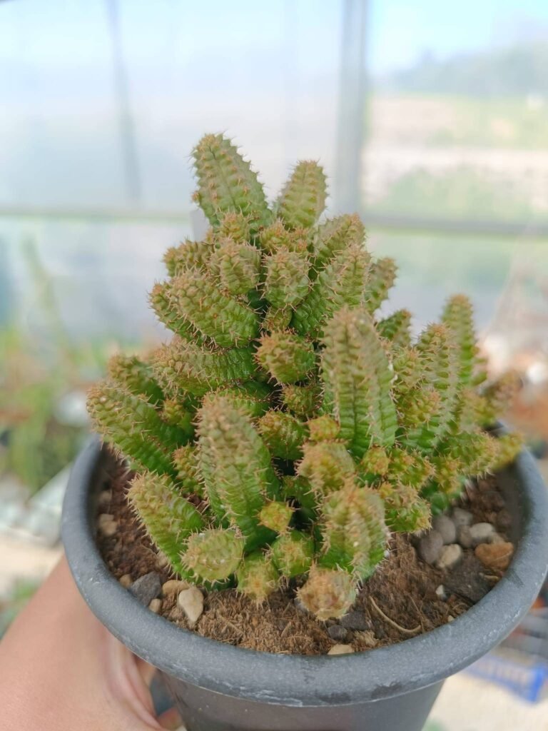 Siracactus-Euphorbiaceae-Euphorbia-picta.jpg