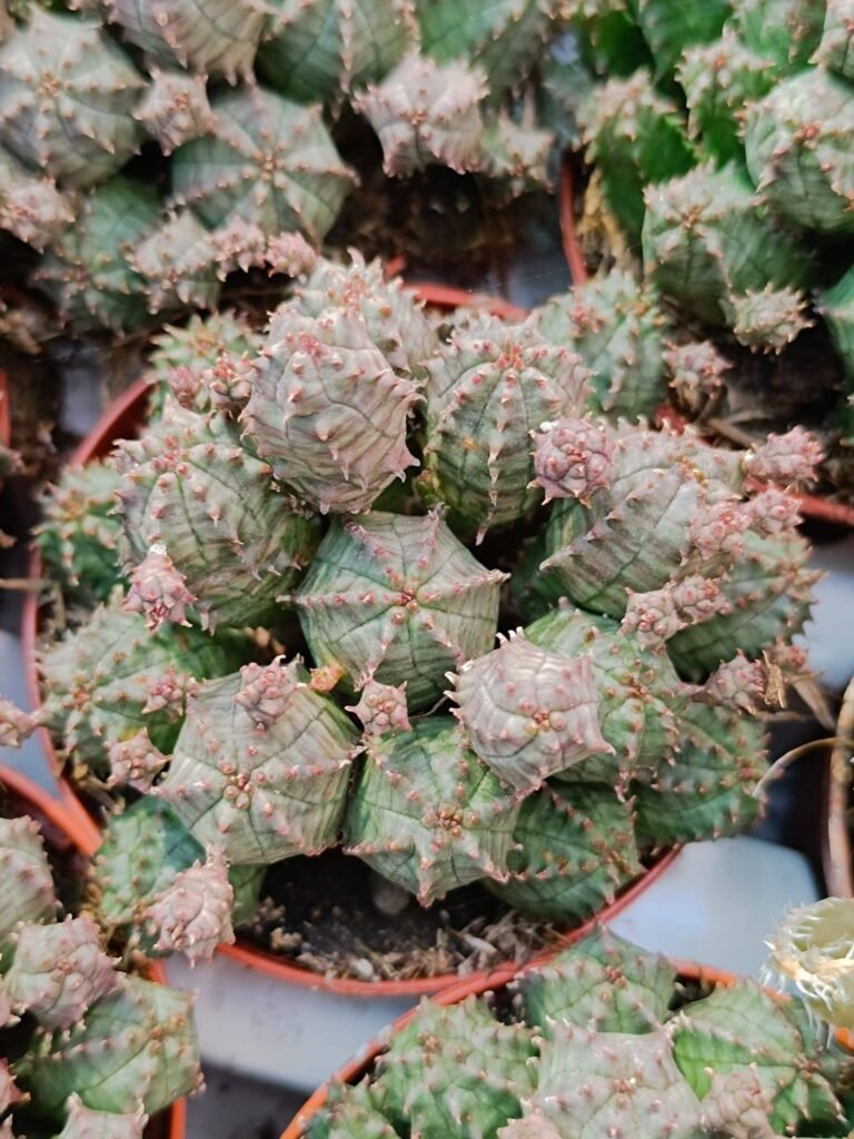 Siracactus-Euphorbiaceae-Euphorbia-pseudoglobosa-3-2.jpg