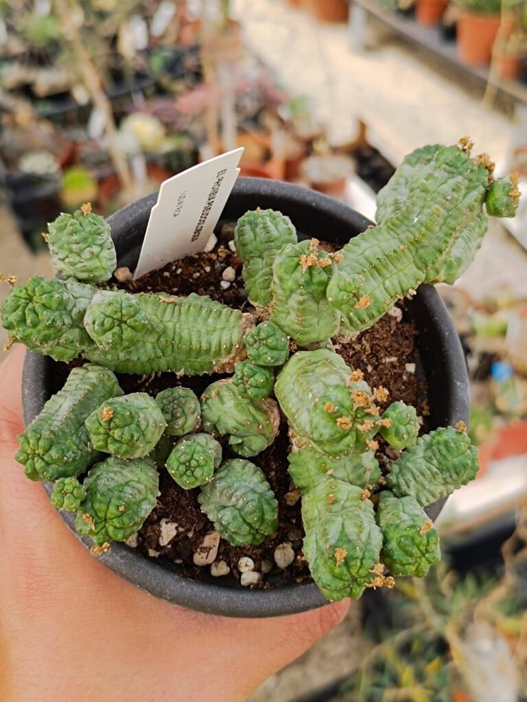 Siracactus-Euphorbiaceae-Euphorbia-pseudoglobosa-6.jpg
