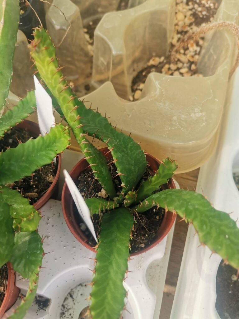 Siracactus-Euphorbiaceae-Euphorbia-stellata.jpg