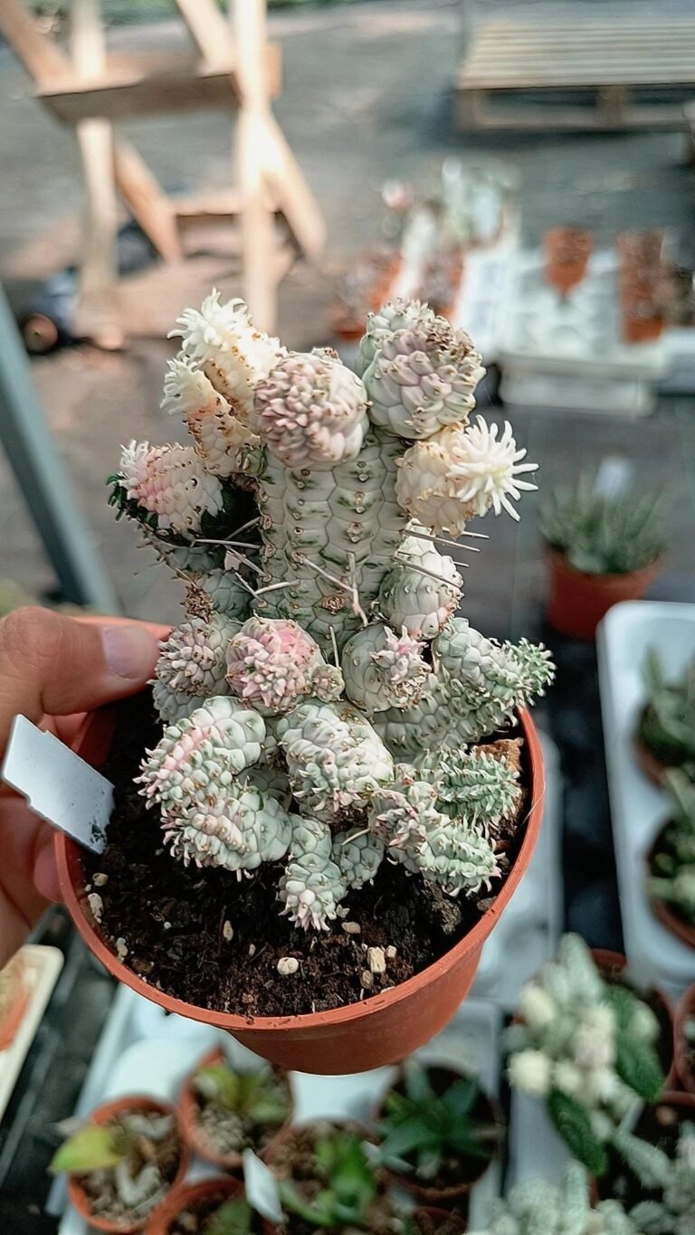 Siracactus-Euphorbiaceae-Euphorbia-submammillaris-variegata-5.jpg