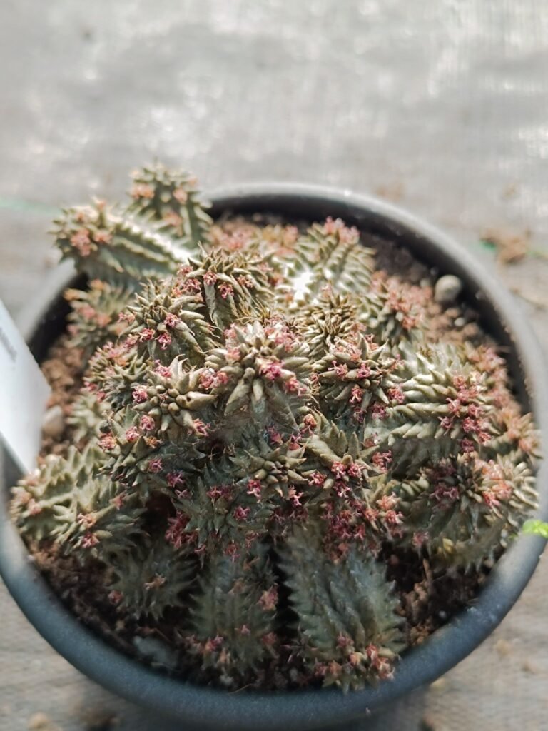 Siracactus-Euphorbiaceae-Euphorbia-suzannae-2.jpg