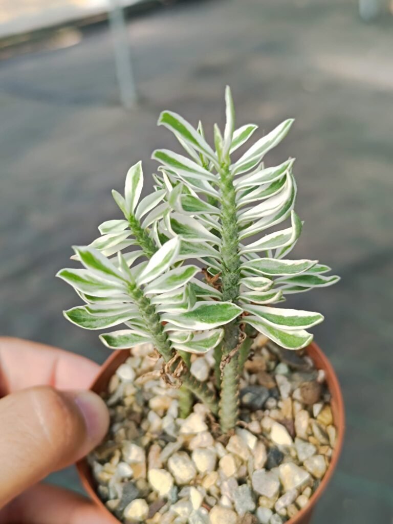 Siracactus-Euphorbiaceae-Euphorbia-tithymaloides-compacta-variegata.jpg